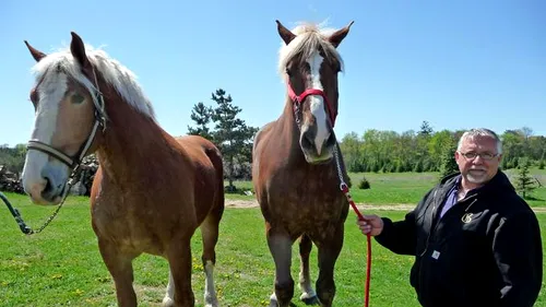 VIDEO El este Jake, Monstrul BELGIAN de peste o tona! A intrat in CARTEA RECORDURILOR drept cel mai mare ARMASAR in VIATA!