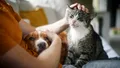 Animalele de companie și stresul: cercetătorii contrazic o idee populară
