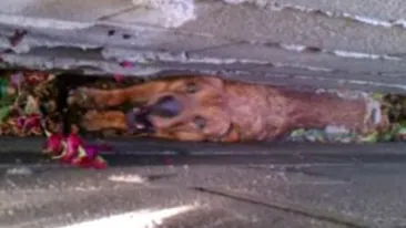 Un caine a ramas intepenit intre doua ziduri