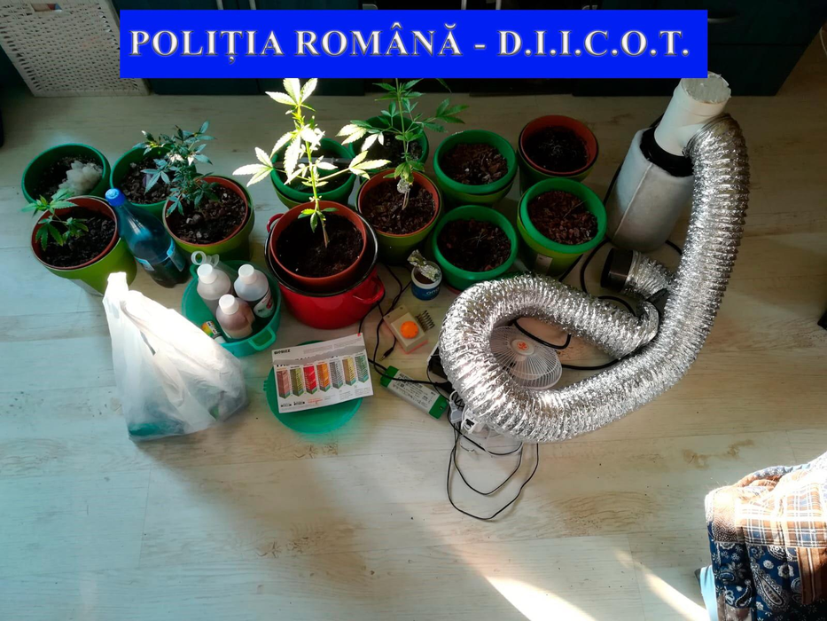 În urma perchezitiilor, polițiștii au ridicat 500 de grame de canabis, ustensile folosite la cultivare, cântare electronice, grindere pentru mărunțit canabisul, pastile ecstasy și ciuperci halucinogene