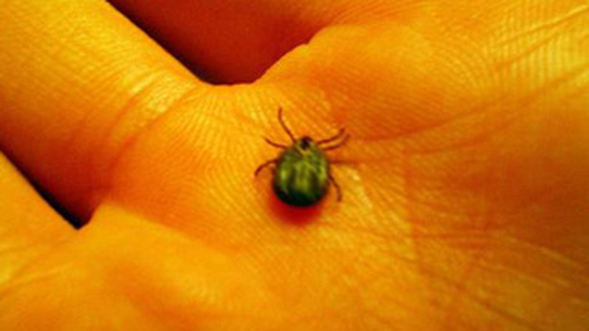 320 de persoane la spital intepate de capuse, in ultima luna; un copil- depistat cu boala Lyme