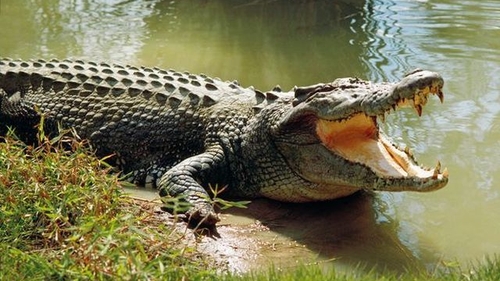 Tu ai creşte un crocodil în curtea casei? Această femeie a făcut-o!