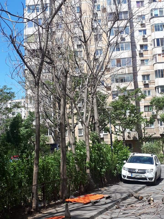 Vântul face ravagii în Capitală. Zeci de copaci au cedat rănind o persoană. FOTO