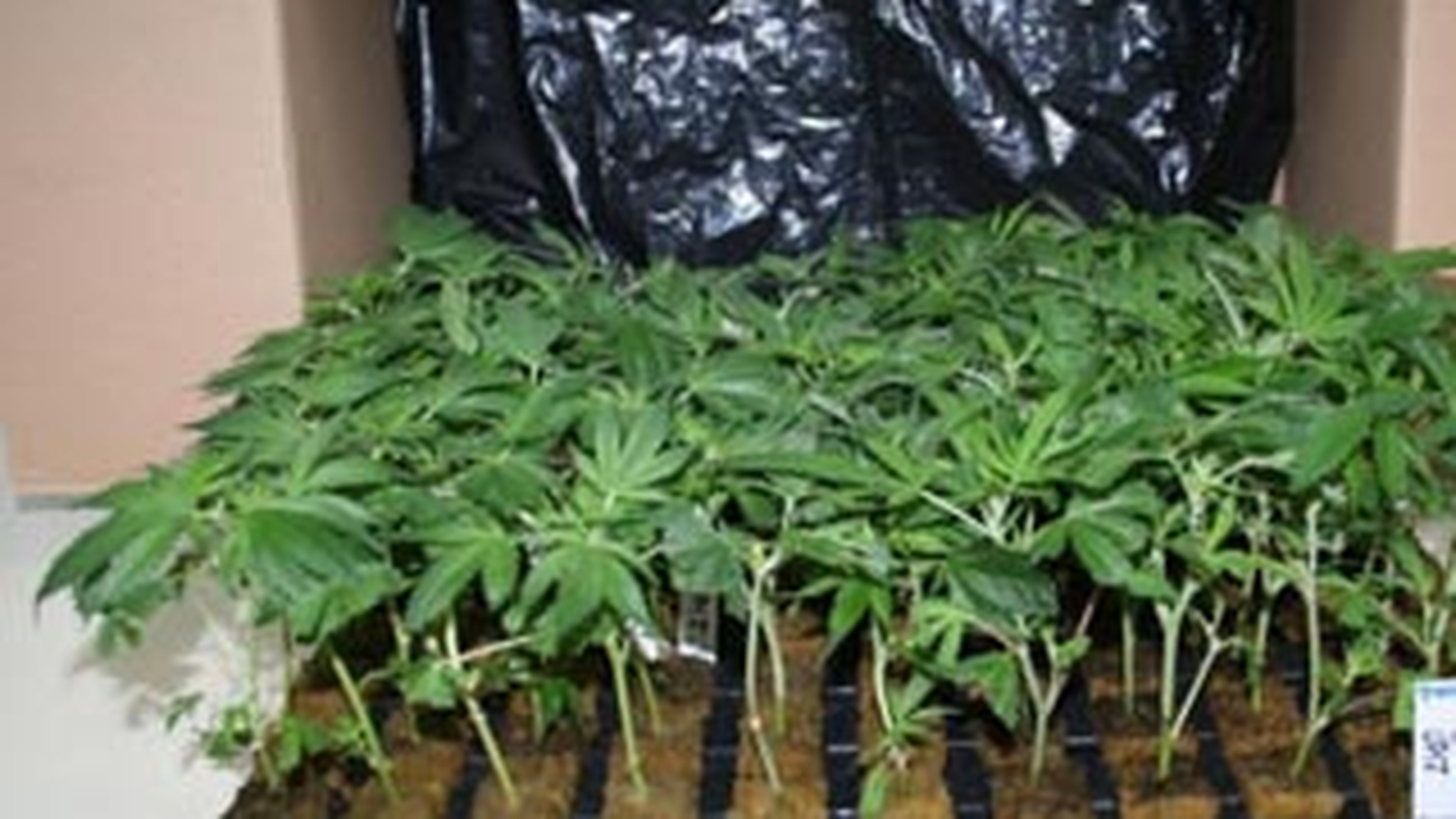 Au renuntat la baie pentru a cultiva canabis! Doi barbati au fost arestati dupa ce s-au gasit 52 de ghivece cu planta interzisa in apartamentul lor