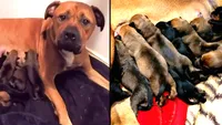 A stabilit un nou record național! Câți pui a născut această cățelușă