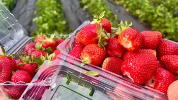 Au apărut primele căpșune românești! Prețurile urcă la 35 de lei/kg înainte de Paște