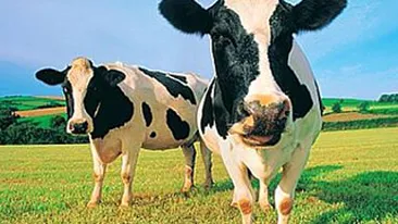 200 de bovine au fost descoperite moarte in SUA!