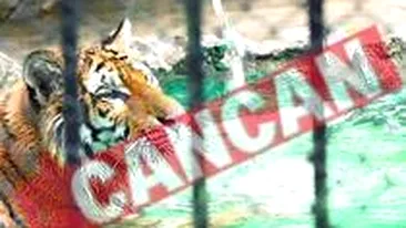 Caldura a naucit animalele de la Zoo