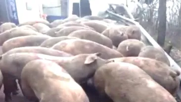 VIDEO Accident incredibil in judetul Arges! Un TIR care transporta 150 de porci s-a rasturnat pe DN 7