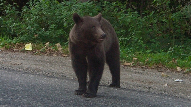 S-a luat la "luptă" cu ursul! Un bărbat din Argeş a fost atacat de animal după ce a încercat să-l omoare