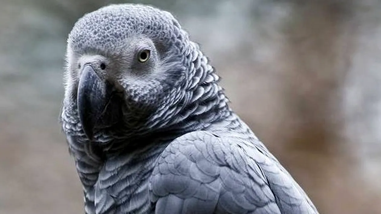 Un papagal pierdut, care vorbea in limba engleza, gasit dupa patru ani vorbind spaniola