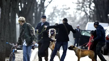 Dragos Bucur, prins la mijloc intr-o bataie de caini! S-a luptat sa-i desparta!