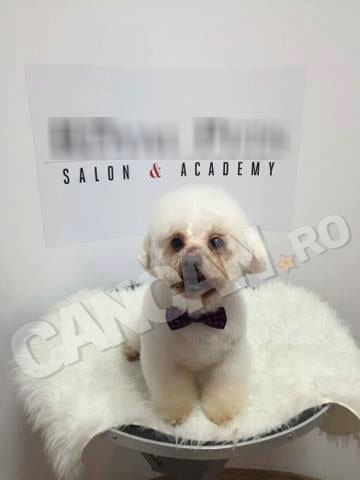 BICHONUL pe care nu l-a mai vrut stăpânul este de nerecunoscut! Cum arată după ce a fost dus la cosmetică canină
