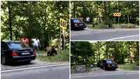 Un urs a atacat 2 bărbați pe Transfăgărășan. Tragedia Mariei Diana din Jepii Mici, la un pas să se repete. Detalii de ultimă oră VIDEO