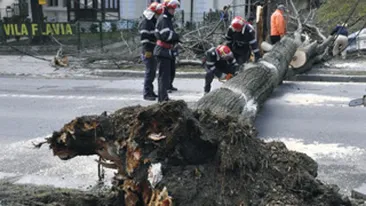 Un copil de doi ani a murit dupa ce un copac s-a prabusit peste el!