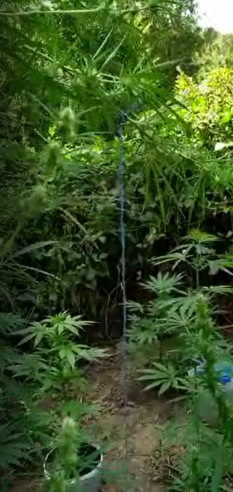 Dâmbovițeanul ascundea plantele de cannabis în vegetația înaltă