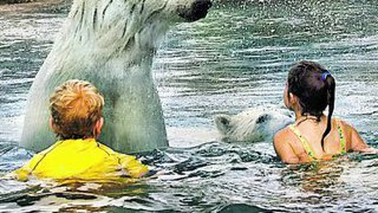 Inoata cu ursii periculosi