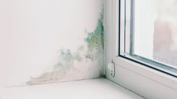 Cum elimini igrasia din pereții locuinței.  Cei 3 pași care funcționează tot timpul