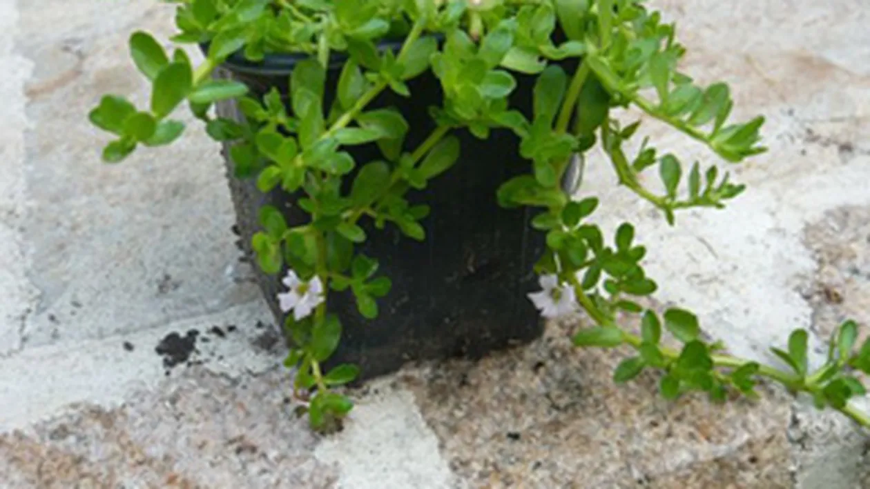 Farmacia din apartament- plante decorative cu proprietati medicinale