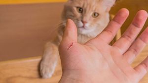 Boala periculoasă pe care o poți face dacă te zgârie pisica. Ce simptome apar imediat