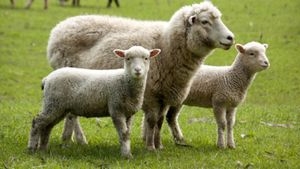 Ce a păţit un bărbat din Mangalia, care a cumpărat un miel de 12,5 kg! De necrezut ce a descoperit acasă