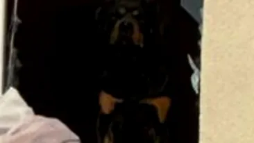 Imaginea de milioane de like-uri! Jackie, un rottweiler, a rămas în apartamentul distrus de explozia din Rahova pentru a-l apăra