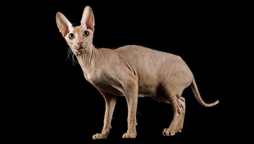 Rasa Peterbald