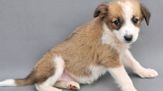 Daca vrei sa ajuti un animal vino in Parcul Kiseleff! Azi poti alege din cei peste 30 de catei adapostiti la Centrul "Odai"!