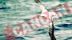 Albatros bolnav de dragoste