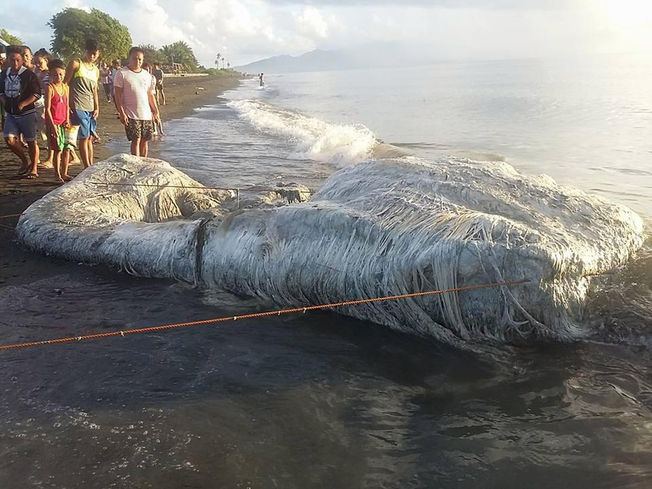 A fost descoperit un monstru marin care nu seamănă cu nimic de pe această planetă! Imagini înfiorătoare! Localnicii cred că este un semn rău: „Rugați-vă pentru noi”