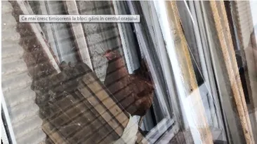 Găini crescute în balcon chiar în centrul Timișoarei! ”E grădină zoo aici!” VIDEO