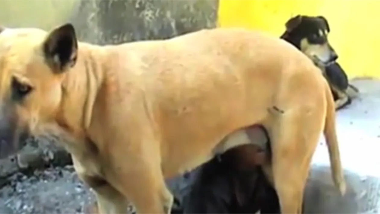 VIDEO care o să te lase cu gura căscată! Un băietel a fost filmat in timp ce sugea lapte... de la un câine. Imagini UIMITOARE