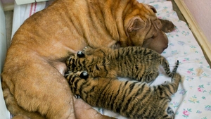 Atentie, imagini care va pot afecta emotional! Vezi cele mai ciudate adoptii intre animale!