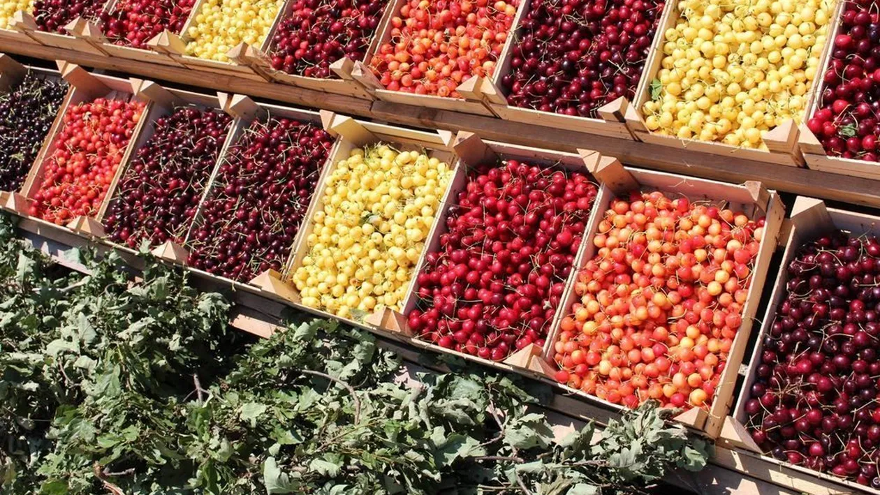 Patru români au ajuns la spital, după ce au mâncat cireșe. Ce au descoperit medicii