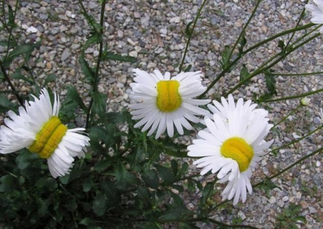 Cele mai CIUDATE flori şi fruncte cresc în Japonia. Ce s-a întâmplat cu natura după explozia de la Fukushima
