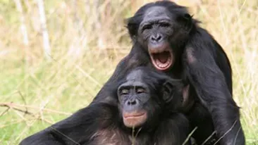 Cercetatorii britanici se tem ca s-ar putea crea in laborator maimute care sa vorbeasca!