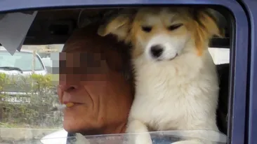 Cel mai rabdator sofer din Bucuresti! Conduce cu cainii pe cap si in brate! Vezi cum e posibil!