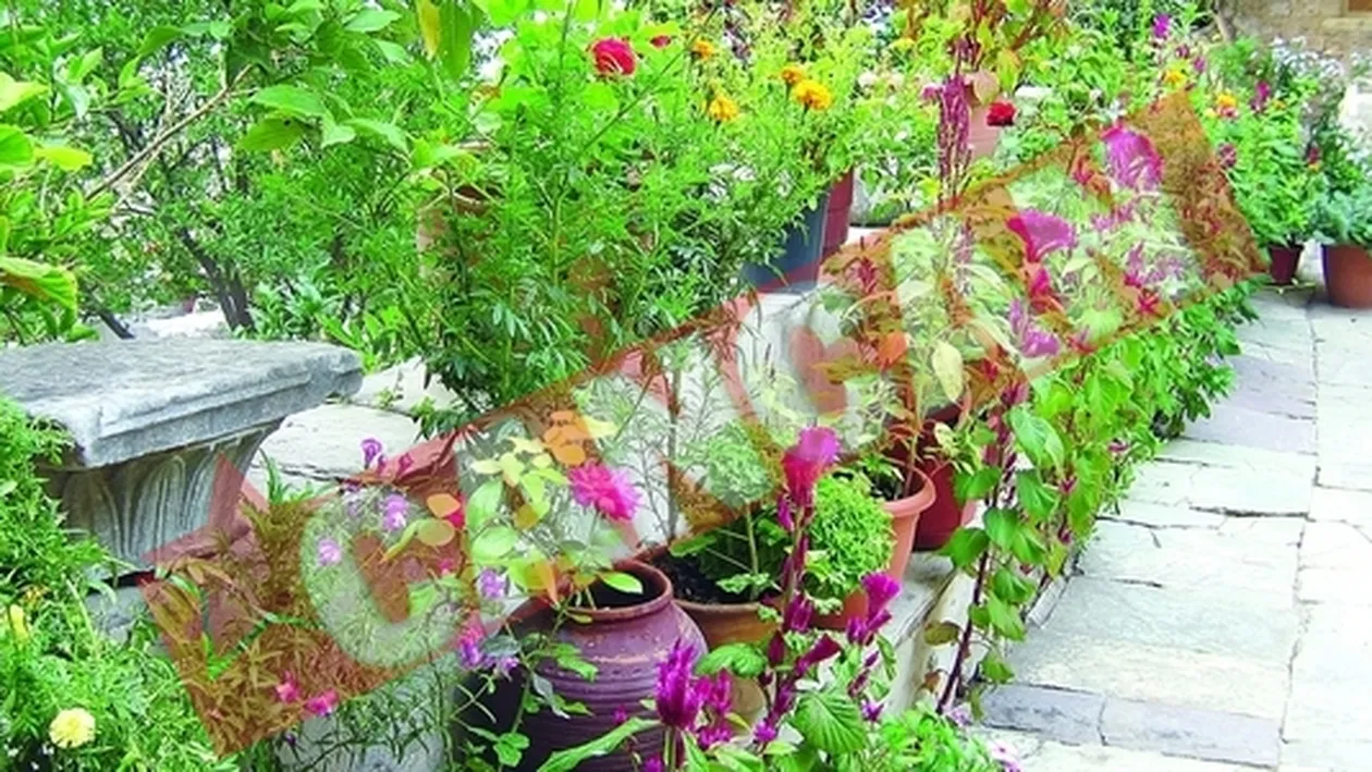 Pamantul de la suprafata ghiveciului trebuie schimbat la sase luni