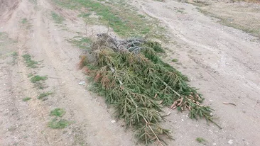 Gest emotionant al surorii Aurei Ion! A mers la locul unde s-a prabusit avionul groazei si a facut ASTA!