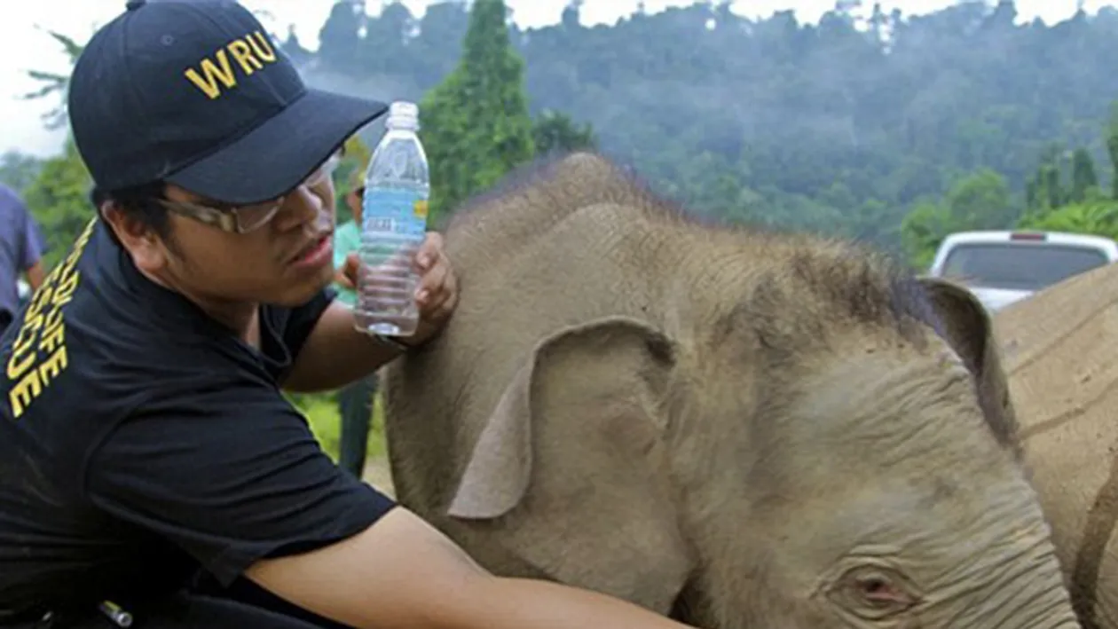 Imaginea care-ţi va frânge inima! Un pui de elefant încearcă disperat să-şi trezească mama ce a fost otrăvită!