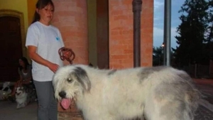 Ți se sfâșie sufletul! Cristiana, românca găsită moartă în zăpadă, în Italia, își trăia viața în preajma necuvântătoarelor: „Câinii mei îmi țin de cald”