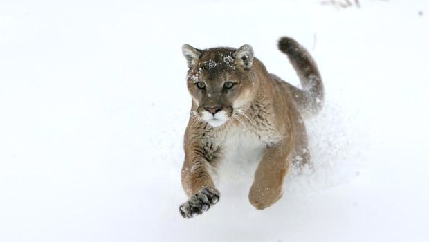 Clima o ia razna! A nins în Africa de Sud! Primele imagini cu animalele suprinse de zăpadă (video + foto)