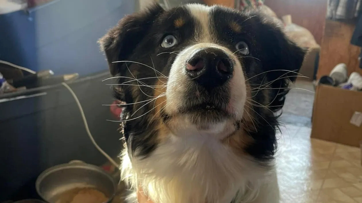 Povestea fantastică a lui Nanuq, câinele care a parcurs 241 de kilometri ca să-și vadă stăpânii din nou. De necrezut cum a ajuns animalul acasă