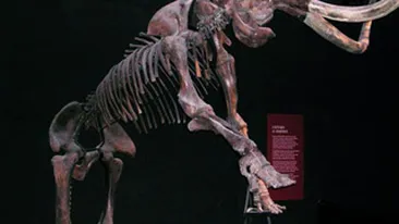 Doua fosile de mamut, descoperite in albia raului Moldova!