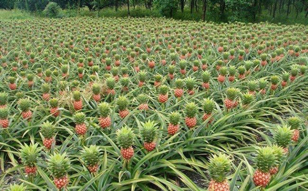 Planta din care creşte ananasul.