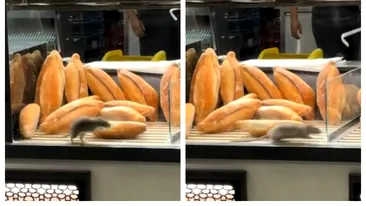 Scene incredibile în vitrina unei brutării din București! Un șobolan a fost filmat printre produse