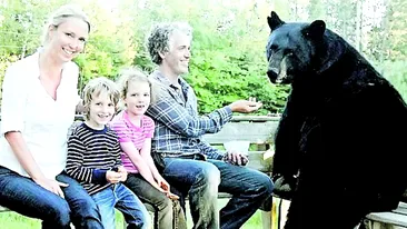 La taclale cu un urs brun