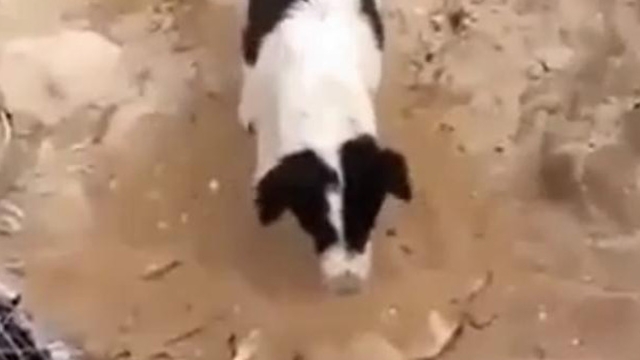 VIDEO Gestul care a induiosat mii de oameni! Cum reuseşte acest câine să-şi arate regretul faţă de moartea unui prieten