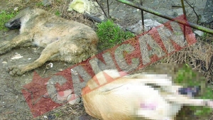 Politia cauta un ucigas in serie de maidanezi