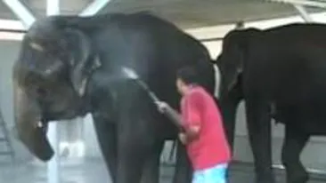 VIDEO Circ la o spalatorie auto din Targu Jiu! Doi elefanti au facut dus sub privirile tuturor!